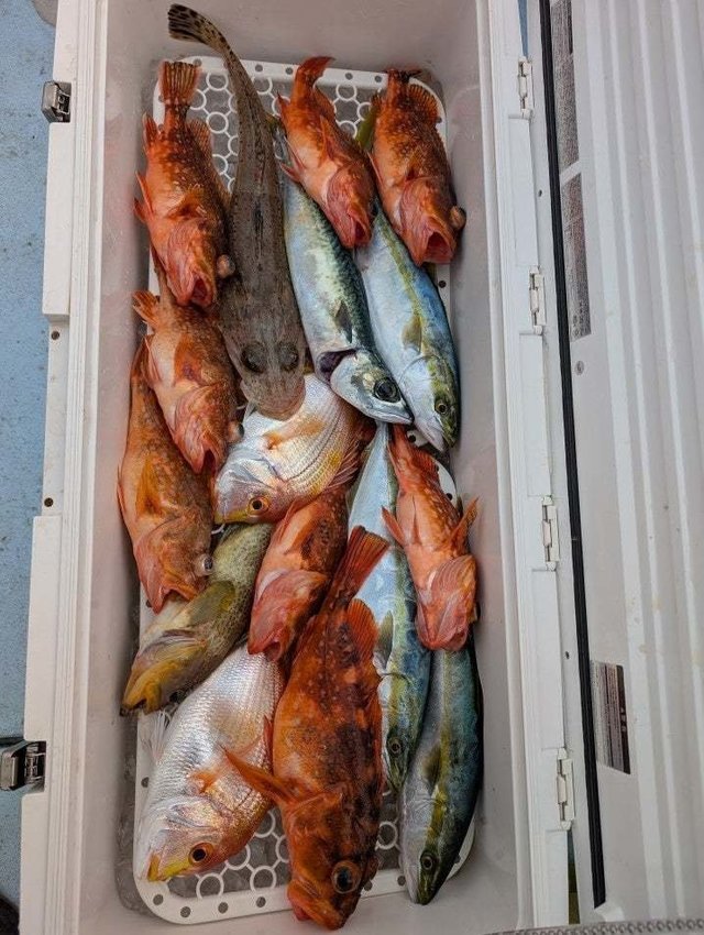 レンコダイ(キダイ)・アオナ(アオハタ)・イナダ(ブリ)・ウッカリカサゴ・マゴチ