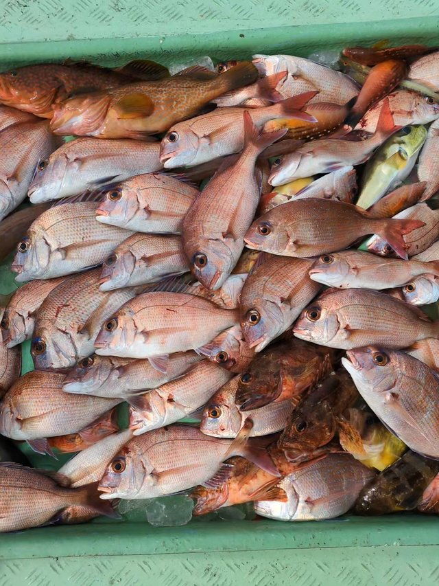 マダイ・アコウ(キジハタ)・アラカブ(カサゴ)