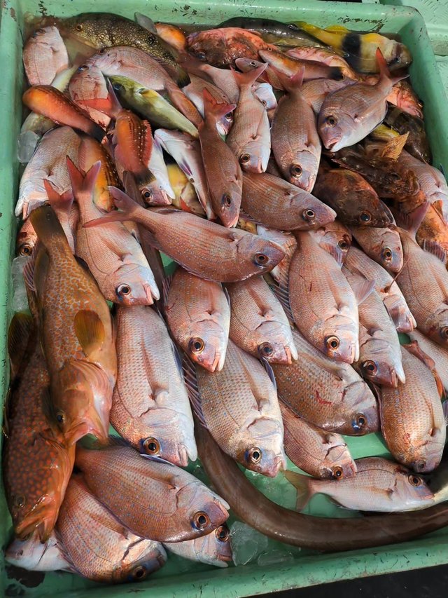 マダイ・アコウ(キジハタ)・アラカブ(カサゴ)