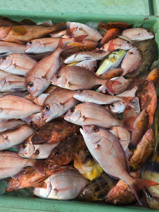 マダイ・アコウ(キジハタ)・アラカブ(カサゴ)