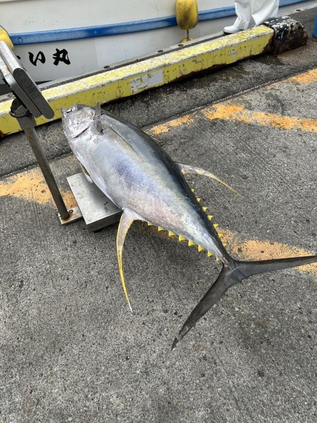 キメジ(キハダ)