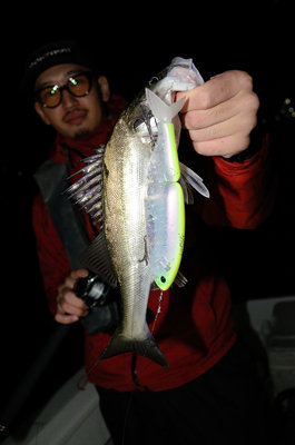 シーバス(スズキ)