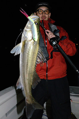 シーバス(スズキ)