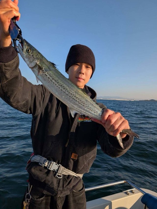 サゴシ(サワラ)