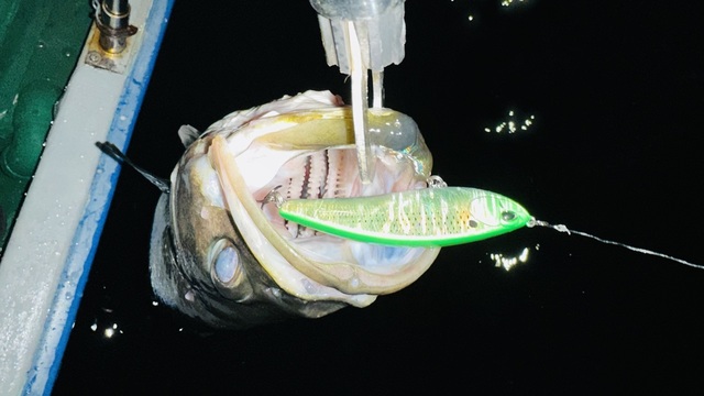 シーバス(スズキ)