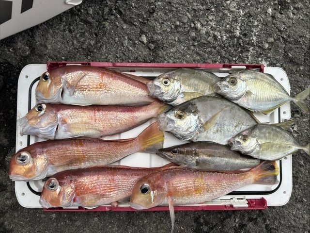 アラ・カイワリ・アマダイ(アカアマダイ)