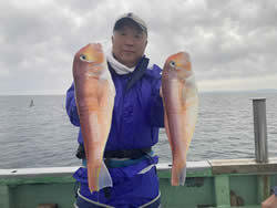 アマダイ(アカアマダイ)