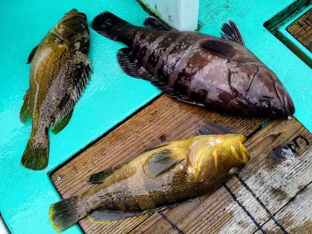 マハタ・ホウキハタ・アオハタ