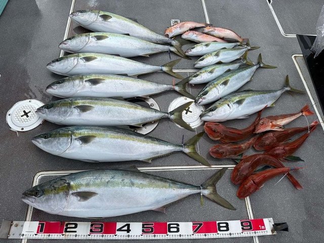 ハマチ(ブリ)・アマダイ(アカアマダイ)・ホウボウ