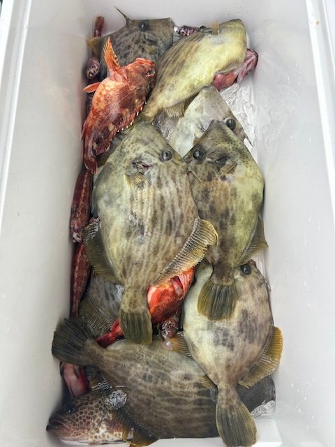 カイワリ・カサゴ