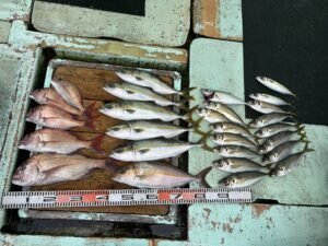 マダイ・マアジ・ハマチ(ブリ)・シオ(カンパチ)