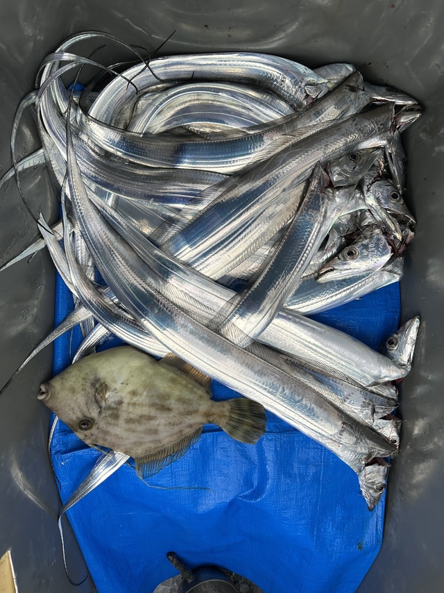 タチウオ・カワハギ