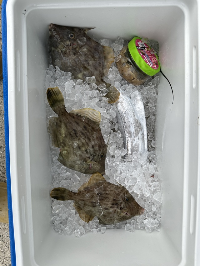 タチウオ・カワハギ