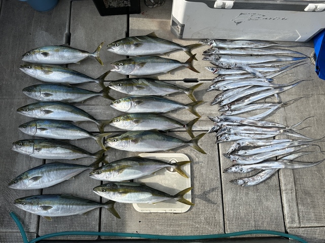 メジロ(ブリ)・タチウオ