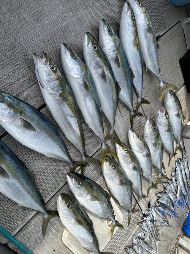 メジロ(ブリ)・タチウオ