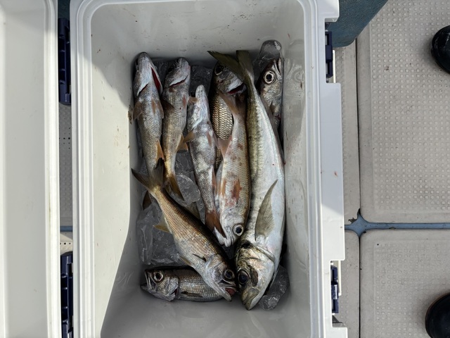 アジ(マアジ)・クロムツ