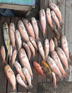 アオハタ・アコウ(キジハタ)・シロアマダイ・ガシラ(カサゴ)