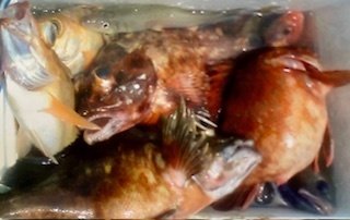 ガシラ(カサゴ)