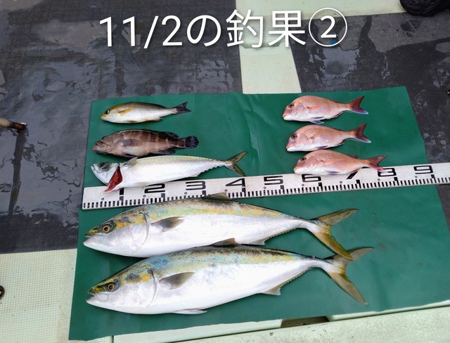 マダイ・メジロ(ブリ)・イサギ(イサキ)・マサバ