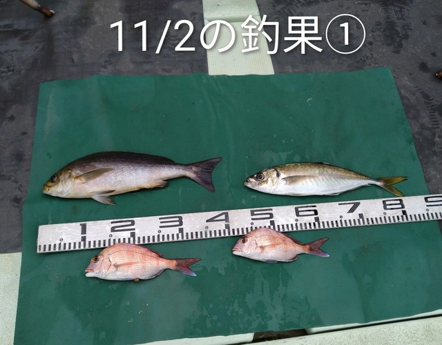 マダイ・マアジ・イサキ