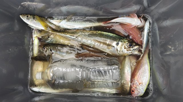 アジ(マアジ)・イトヨリ(イトヨリダイ)