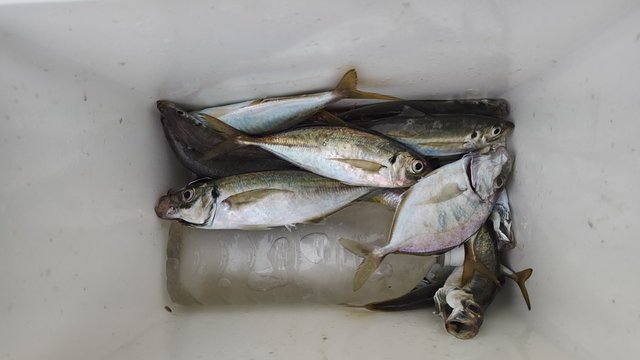 アジ(マアジ)・カイワリ