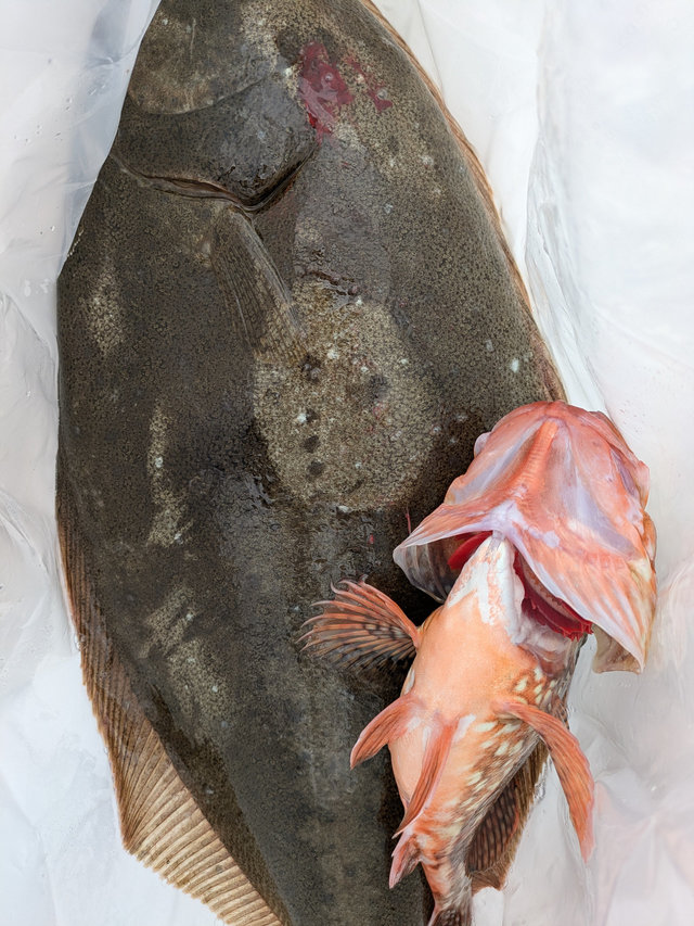 カサゴ・ヒラメ