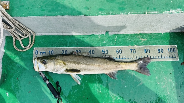 シーバス(スズキ)