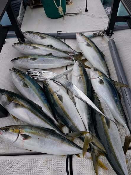 ハマチ(ブリ)・タチウオ