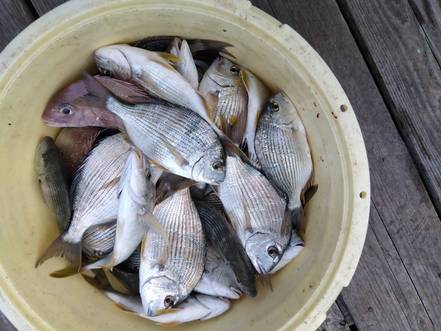 ヘダイ・オオモンハタ・シマアジ