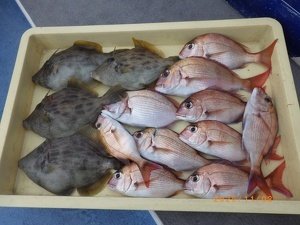 タイ(マダイ)・カワハギ