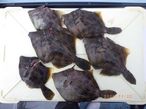 カワハギ