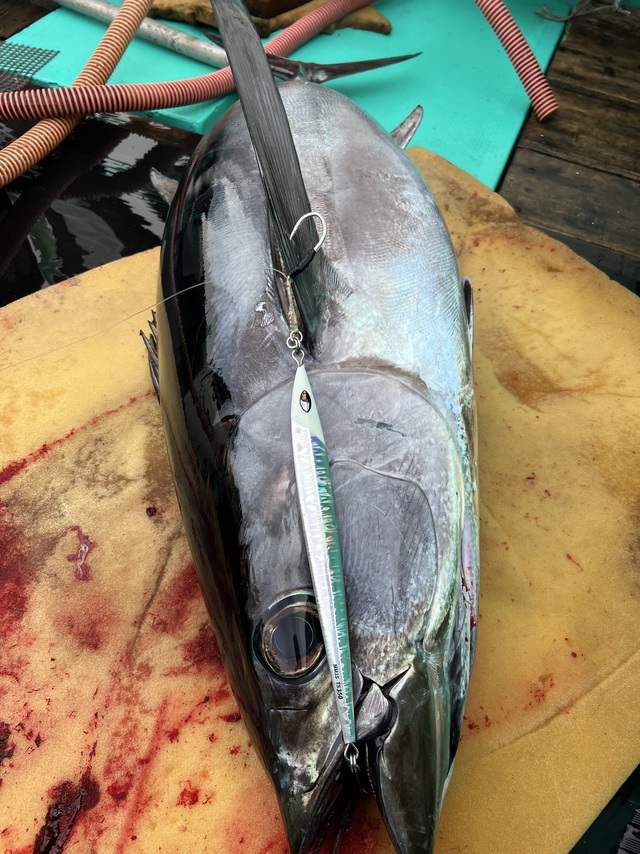 ビンチョウマグロ(ビンナガ)