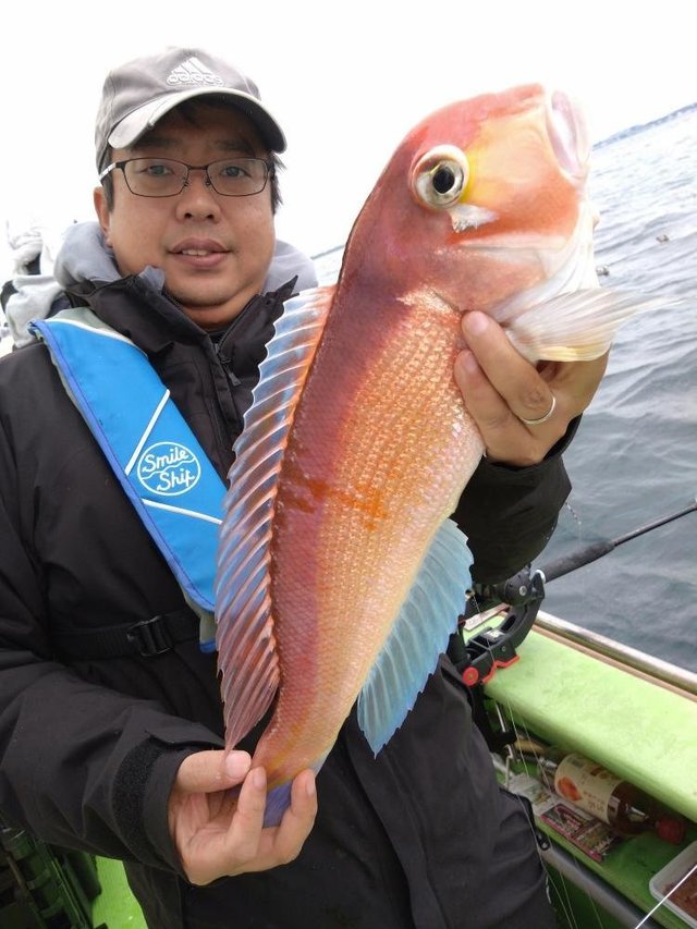 アマダイ(アカアマダイ)