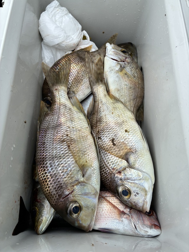 マダイ・メイチダイ