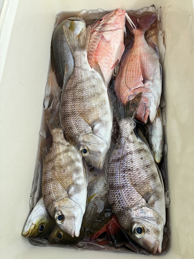 マダイ・メイチダイ