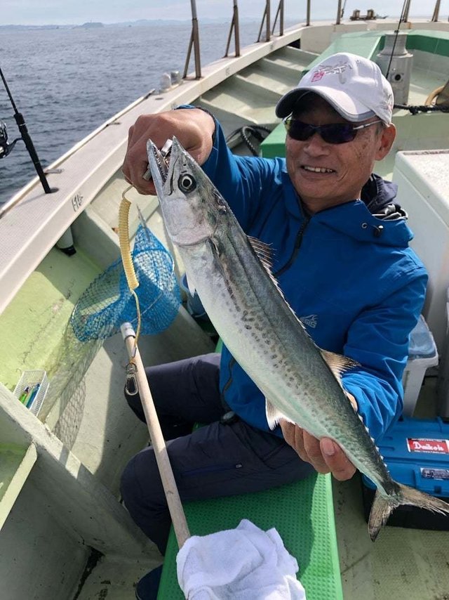 サゴシ(サワラ)