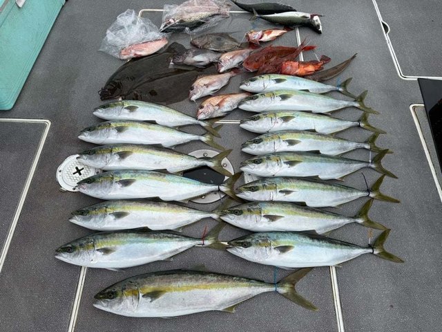 マダイ・ハマチ(ブリ)・カサゴ・ホウボウ・ヒラメ