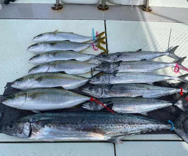 ハマチ(ブリ)・サワラ