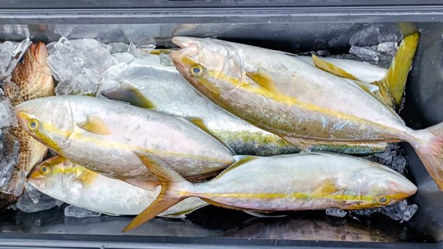 ネイリ(カンパチ)