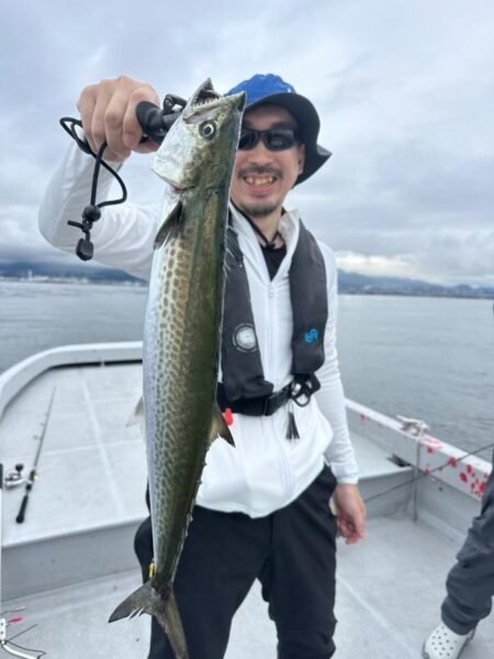 サゴシ(サワラ)