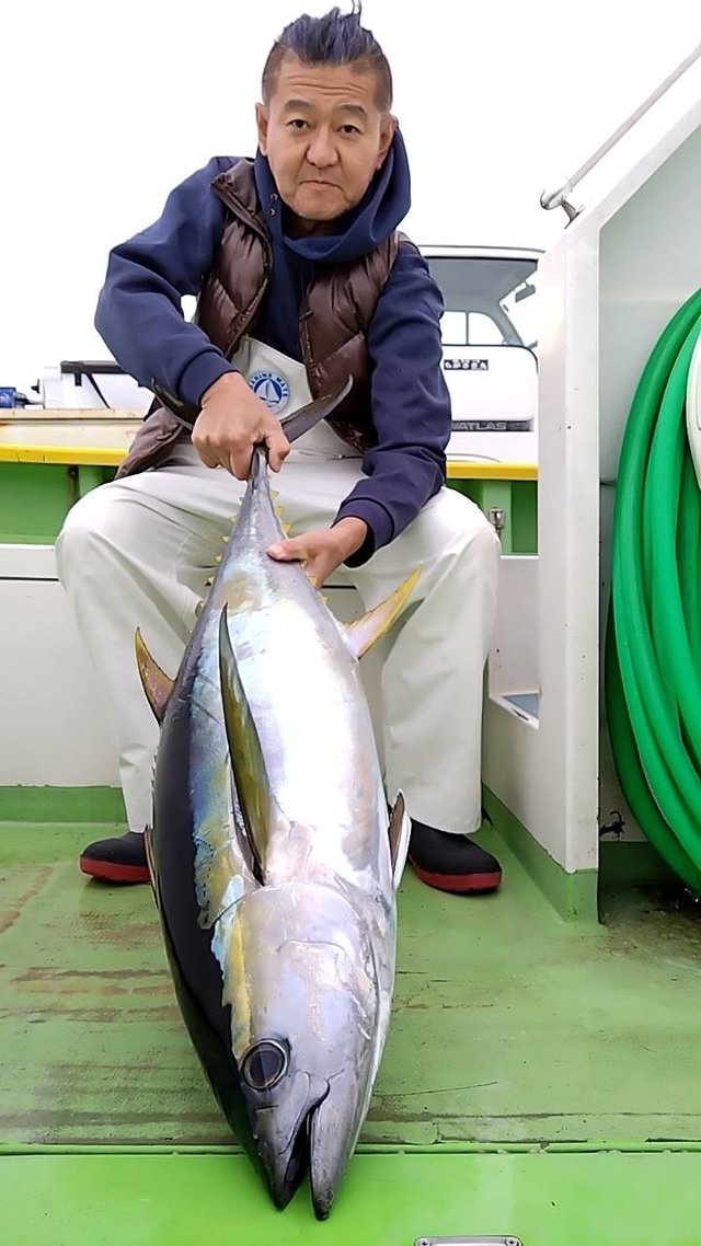 キメジ(キハダ)