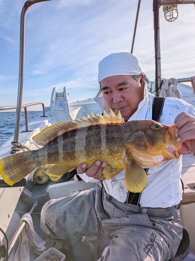 アオナ(アオハタ)