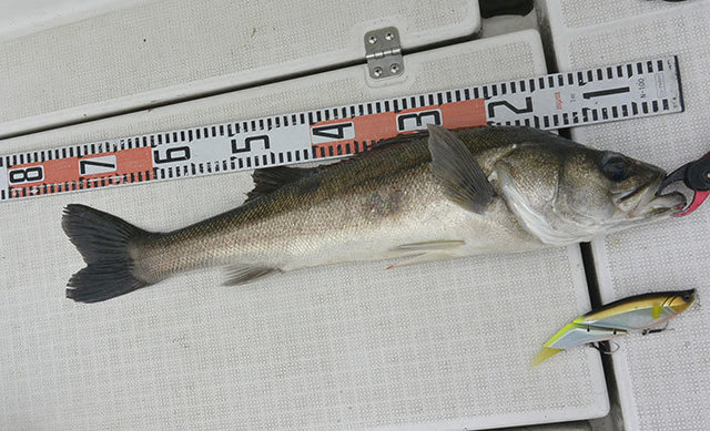 シーバス(スズキ)