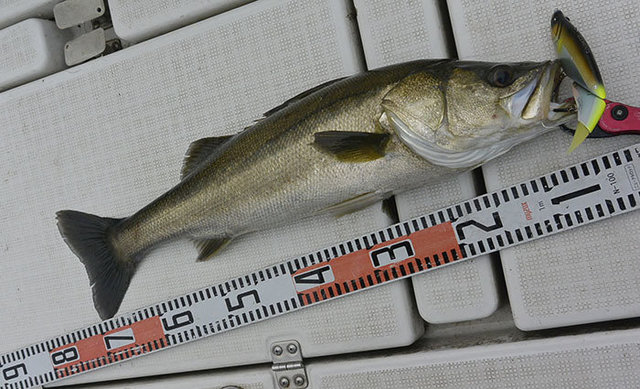 シーバス(スズキ)