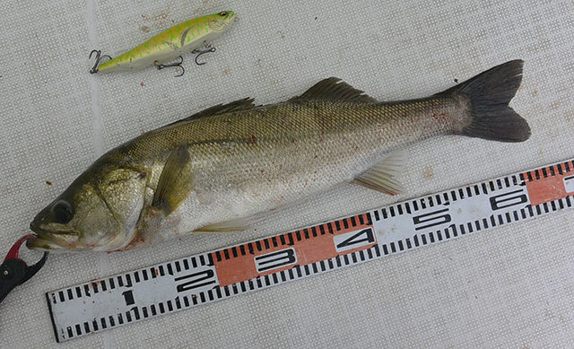 シーバス(スズキ)