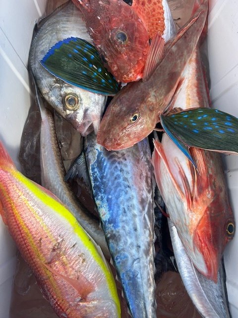 カイワリ・カンパチ・イトヨリ(イトヨリダイ)・ソウダガツオ(ヒラソウダ)・サワラ・タチウオ・オニカサゴ・ホウボウ・サバ(ゴマサバ)