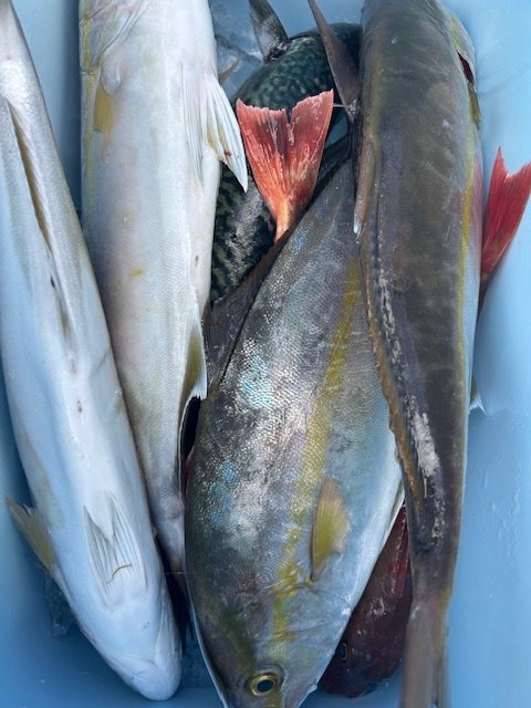 カンパチ・サバ(ゴマサバ)