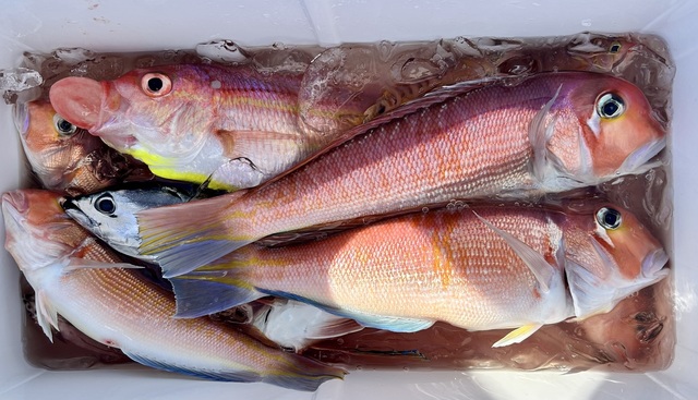 アマダイ(アカアマダイ)