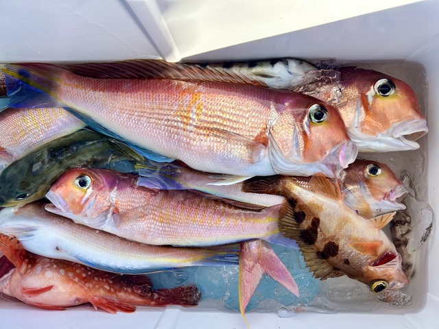 アマダイ(アカアマダイ)